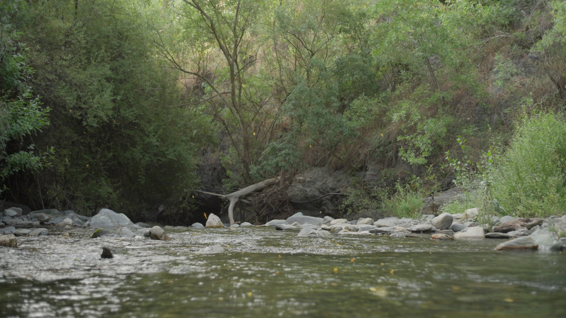 carloscuervo_CST_9.T