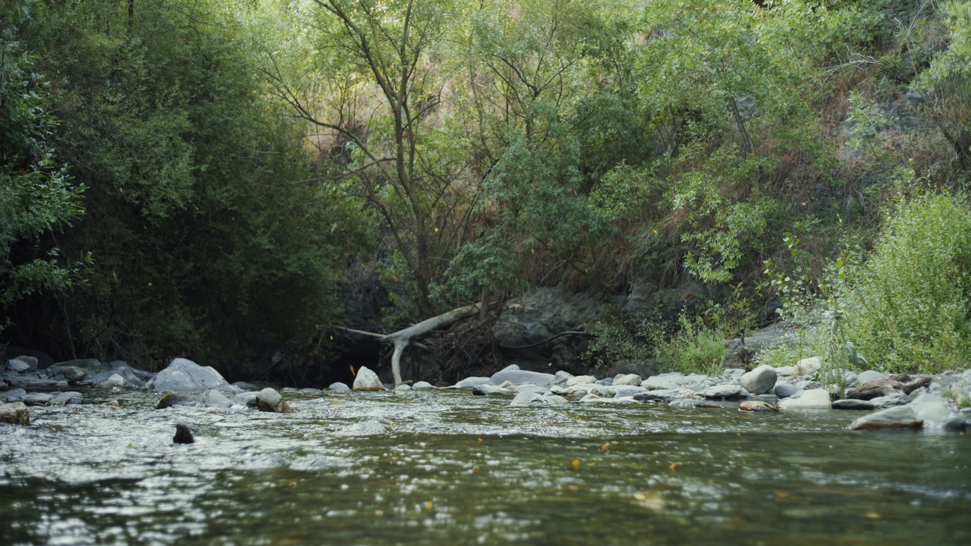 carloscuervo_CustomLook_9.T